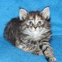 Ulyne, 6 weeks
