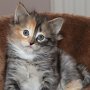 Umya, 6 weeks