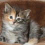 Umya, 6 weeks