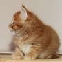 Uno, 6 weeks