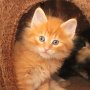 Uno, 6 weeks