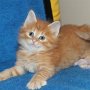 Uno, 6 weeks
