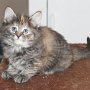 Uria, 6 weeks