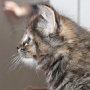 Uria, 6 weeks