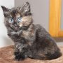 Urkana, 6 weeks