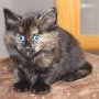 Urkana, 6 weeks