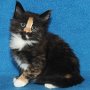 Uccella, 6 weeks