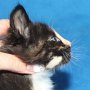Uccella, 6 weeks