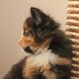 Utopia, 6 weeks