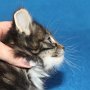 Uxane, 6 weeks