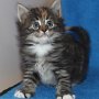 Uxane, 6 weeks