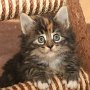 Uxane, 6 weeks