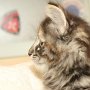 Ulyne, 8 weeks