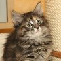 Ulyne, 8 weeks