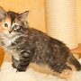 Umya, 8 weeks