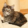 Uria, 8 weeks