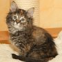 Uria, 8 weeks