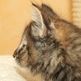 Uria, 8 weeks