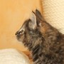 Uria, 8 weeks