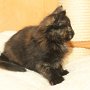 Urkana, 8 weeks