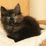 Urkana, 8 weeks