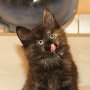 Urkana, 8 weeks