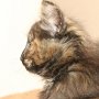 Urkana, 8 weeks