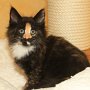 Uccella, 8 weeks