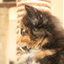 Utopia, 8 weeks