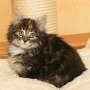 Uxane, 8 weeks