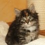 Uxane, 8 weeks