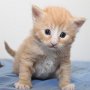 Golden Fidélio, 3 weeks