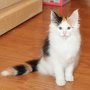 Gipsy Queen, 11 weeks