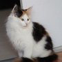 Gipsy Queen, 12 weeks