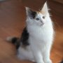 Gipsy Queen, 12 weeks