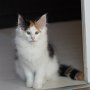 Gipsy Queen, 12 weeks