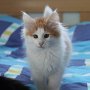 Gisèle, 12 weeks