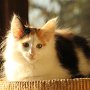 Gipsy Queen, 14 weeks