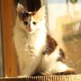 Gipsy Queen, 14 weeks