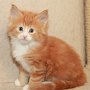 Gipsy Mitzy, 5 weeks