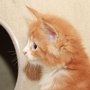 Gipsy Mitzy, 5 weeks