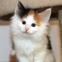 Gipsy Queen, 7 weeks