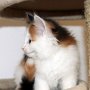 Gipsy Queen, 7 weeks