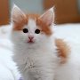 Gisèle, 7 weeks