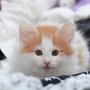 Gisèle, 7 weeks