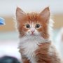 Gipsy Mitzy, 7 weeks