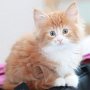 Gipsy Mitzy, 7 weeks