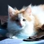 Gisèle, 8 weeks