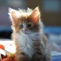 Gipsy Mitzy, 8 weeks