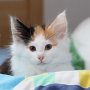 Gipsy Queen, 9 weeks
